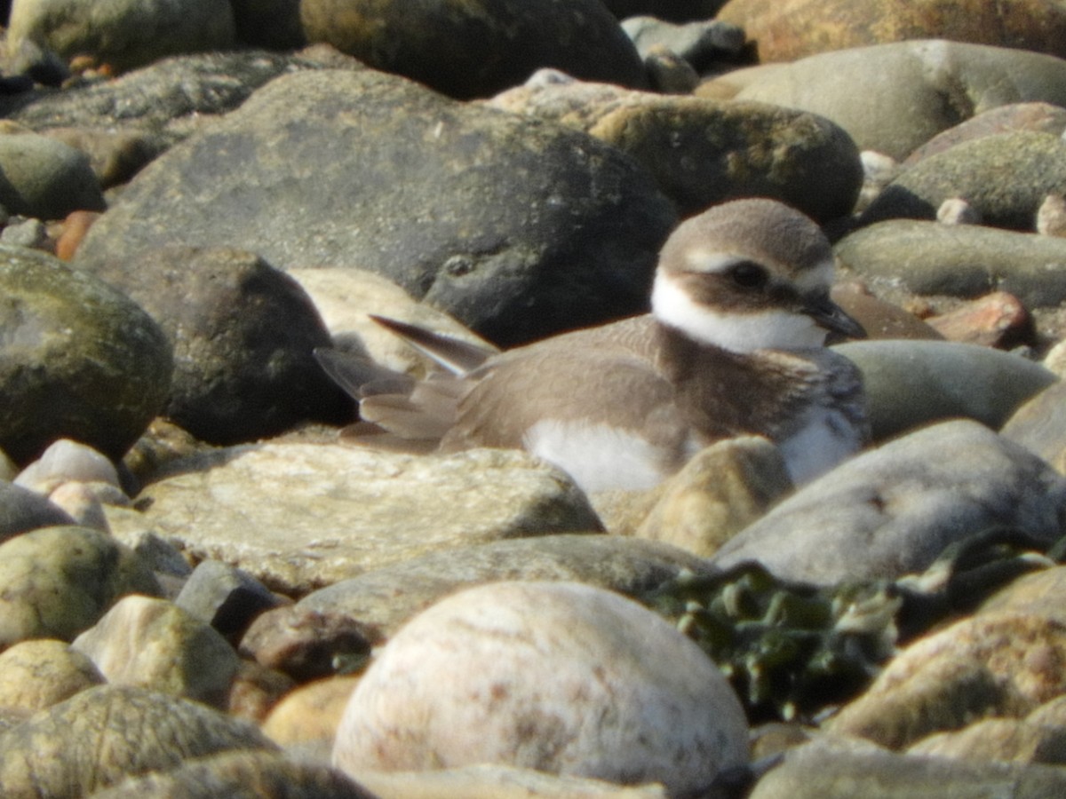 Common Ringed Plover - ML68720311