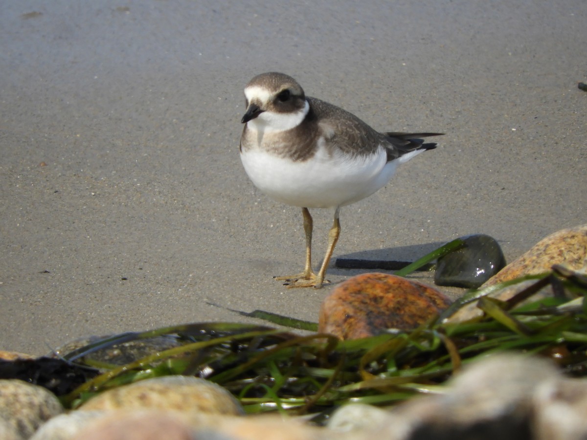 Common Ringed Plover - ML68720321