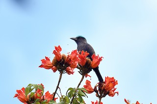  - Purple-winged Roller