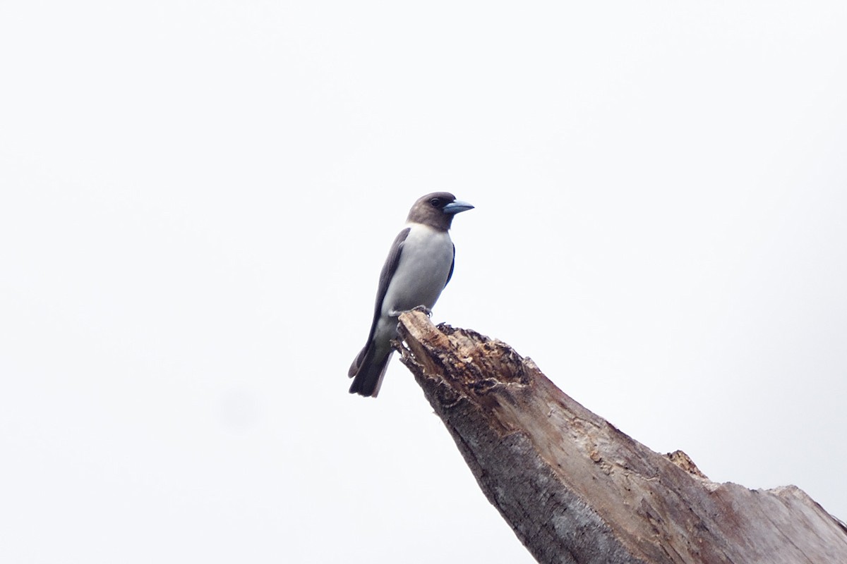 Ivory-backed Woodswallow - terence zahner