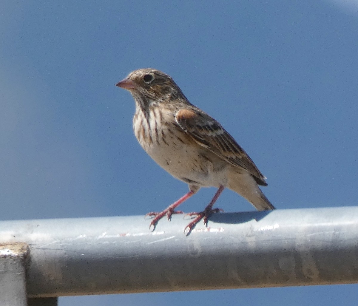 Vesper Sparrow - ML68721841