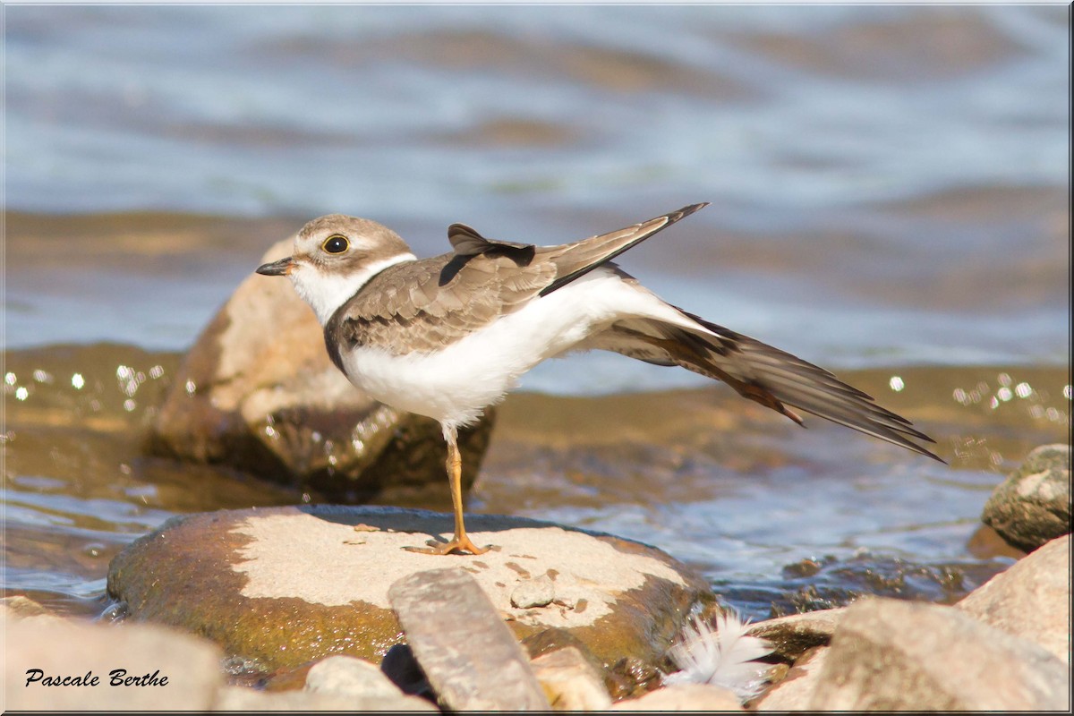 Semipalmated Plover - ML68721981