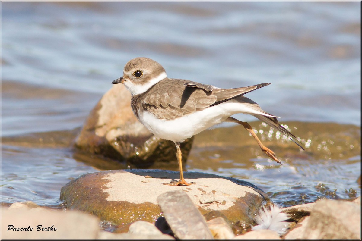 Semipalmated Plover - Pascale Berthe