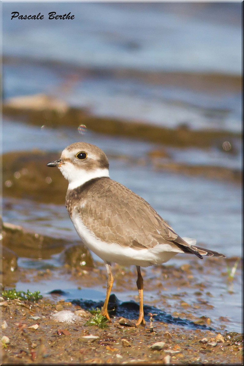 Semipalmated Plover - ML68722011