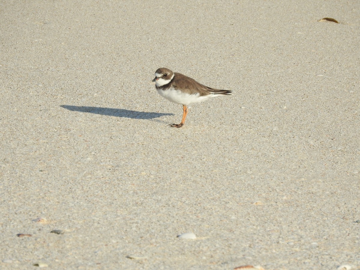 Semipalmated Plover - ML68722861