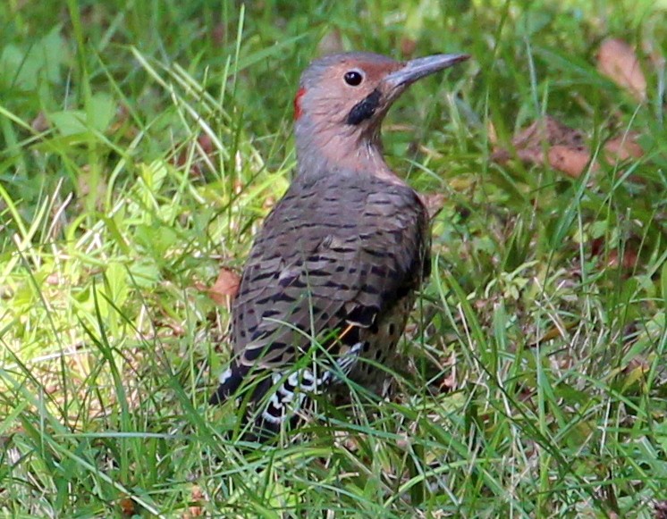 Northern Flicker (Yellow-shafted) - sam hough