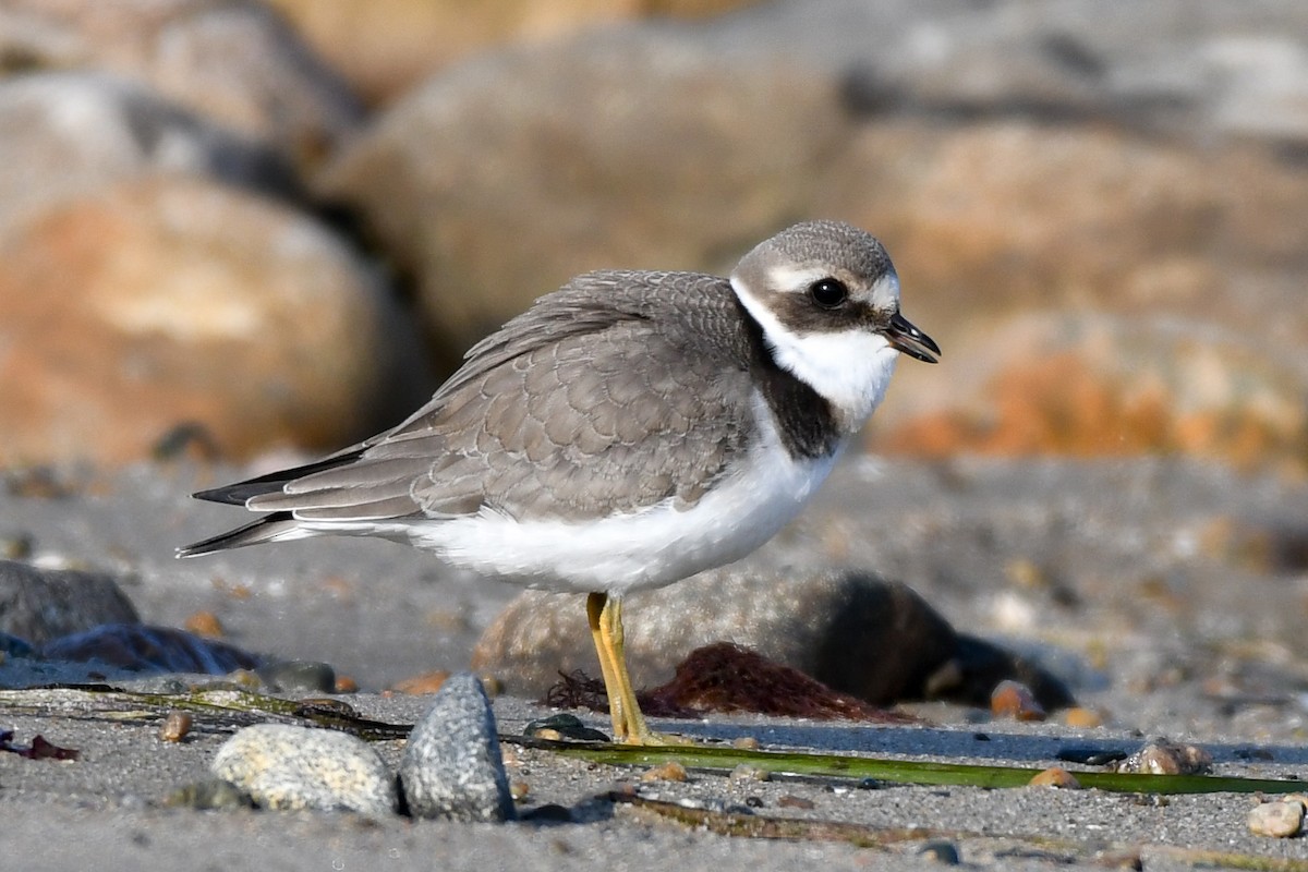Common Ringed Plover - ML68723941