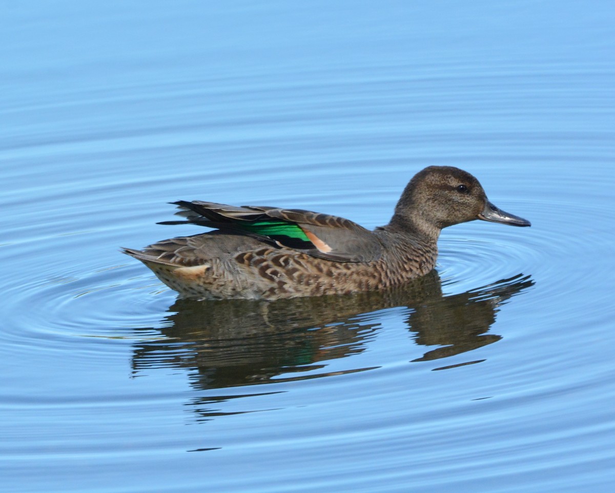 Green-winged Teal - ML68725691