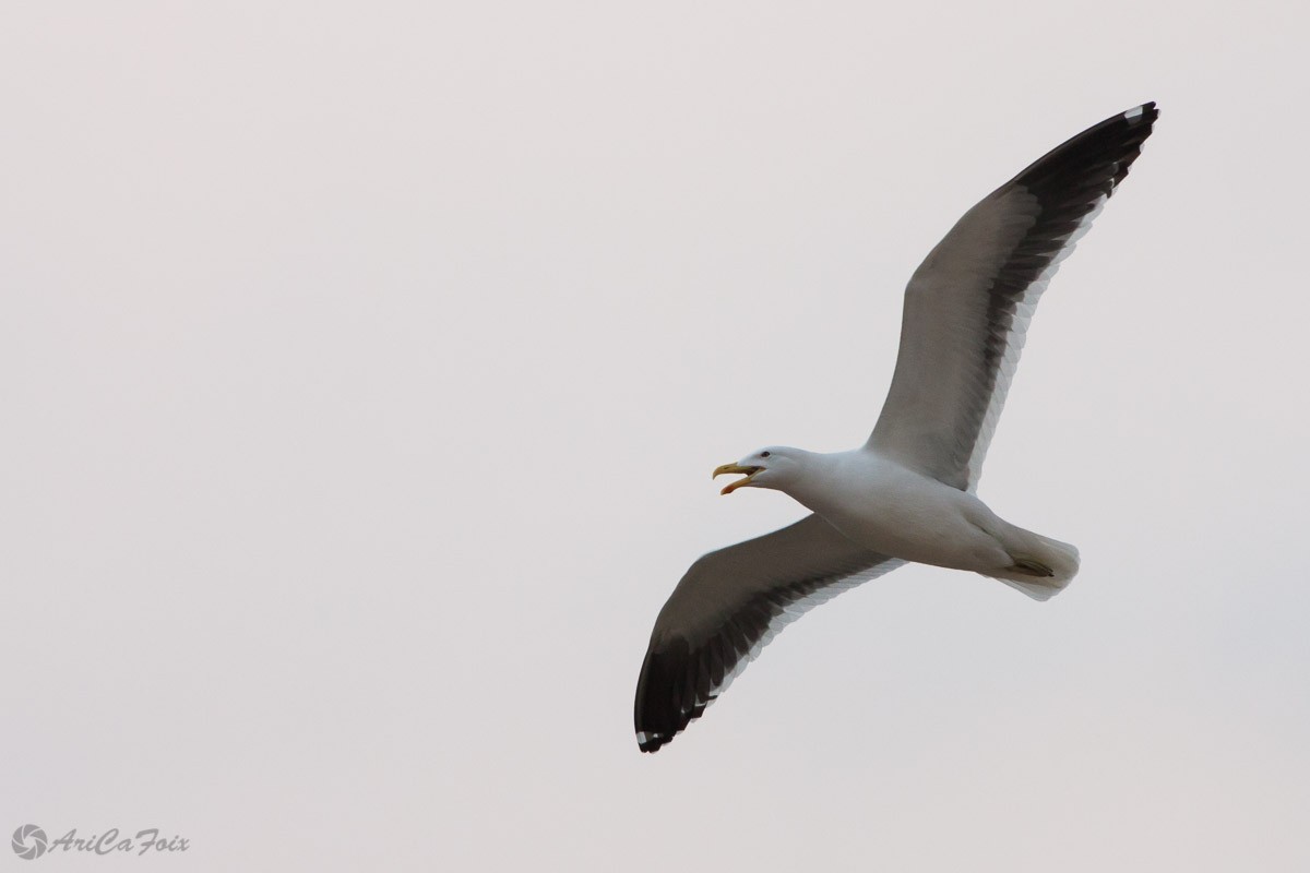 Kelp Gull (dominicanus) - Ariel Cabrera Foix