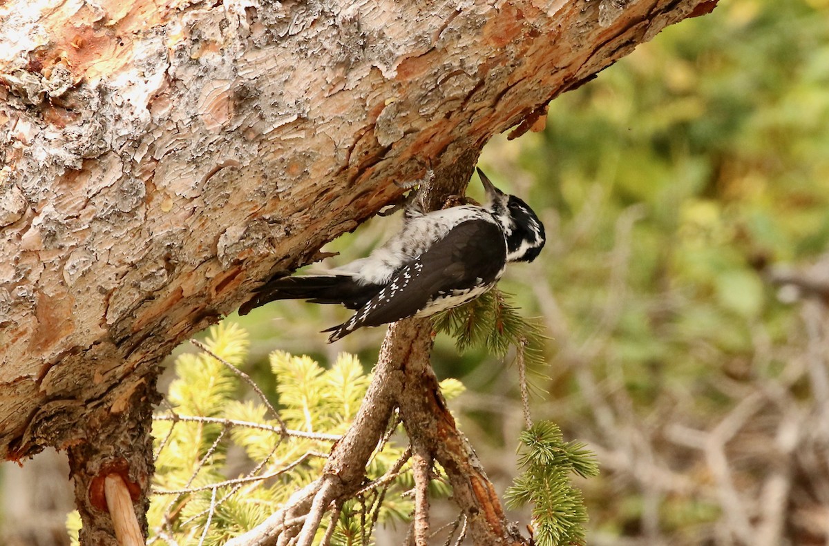 American Three-toed Woodpecker - ML68731761