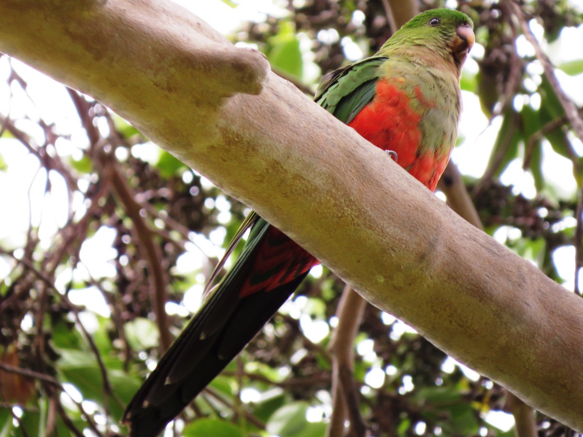 Australian King-Parrot - ML68733231
