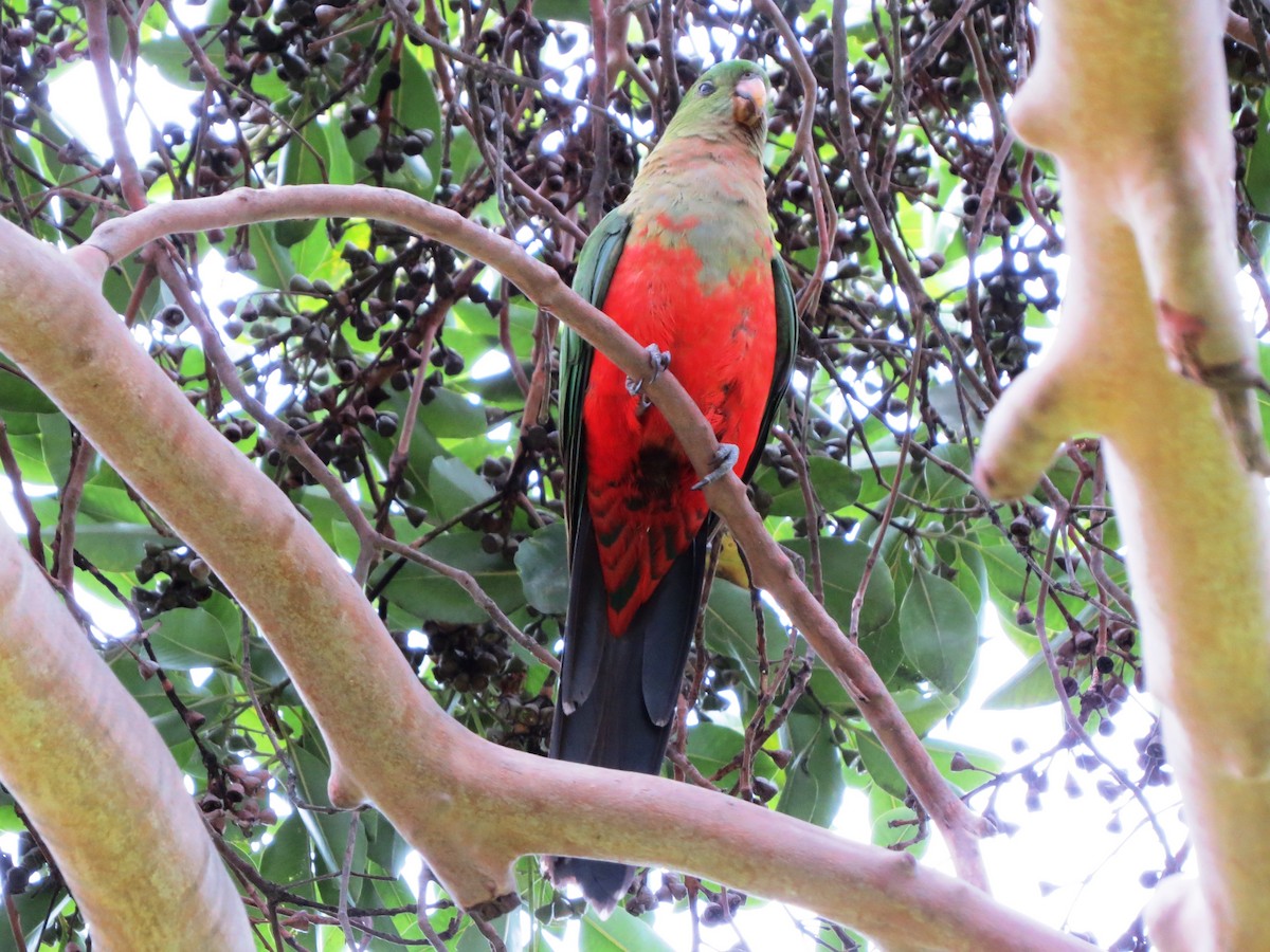 Australian King-Parrot - ML68733261