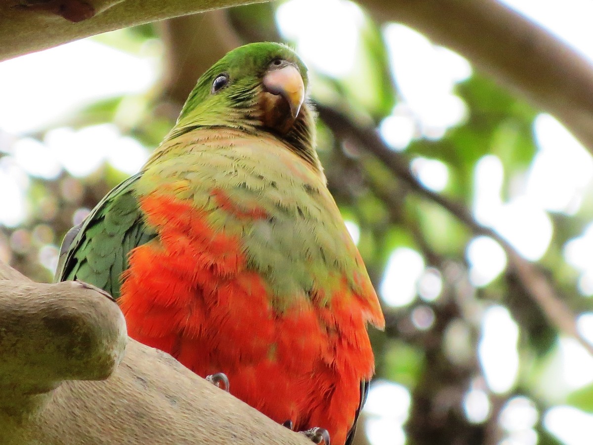 Australian King-Parrot - ML68733431