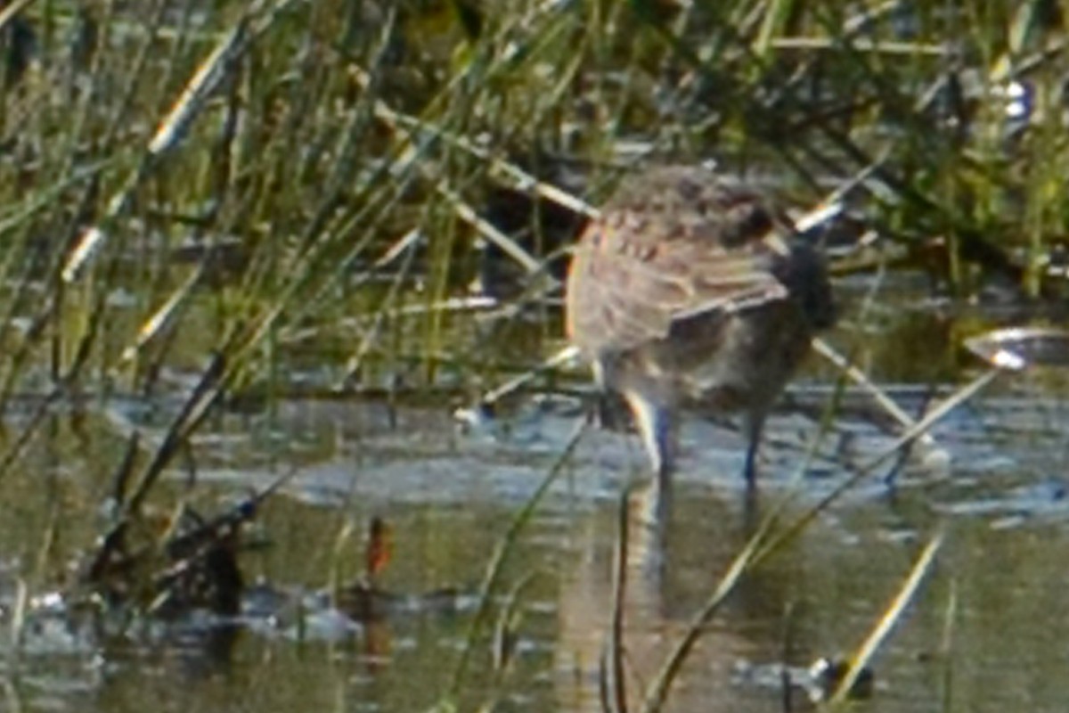 Long-billed Dowitcher - ML68733781
