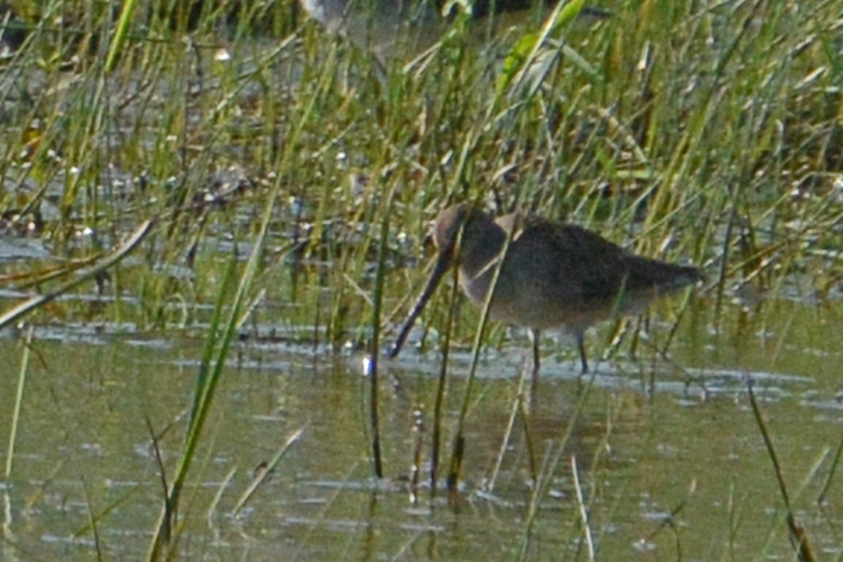 Long-billed Dowitcher - ML68733801