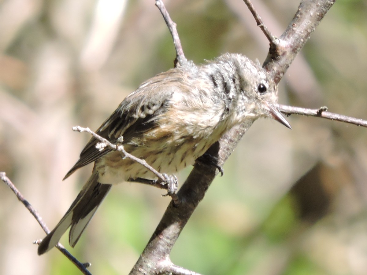 new world warbler sp. - Melody Walsh
