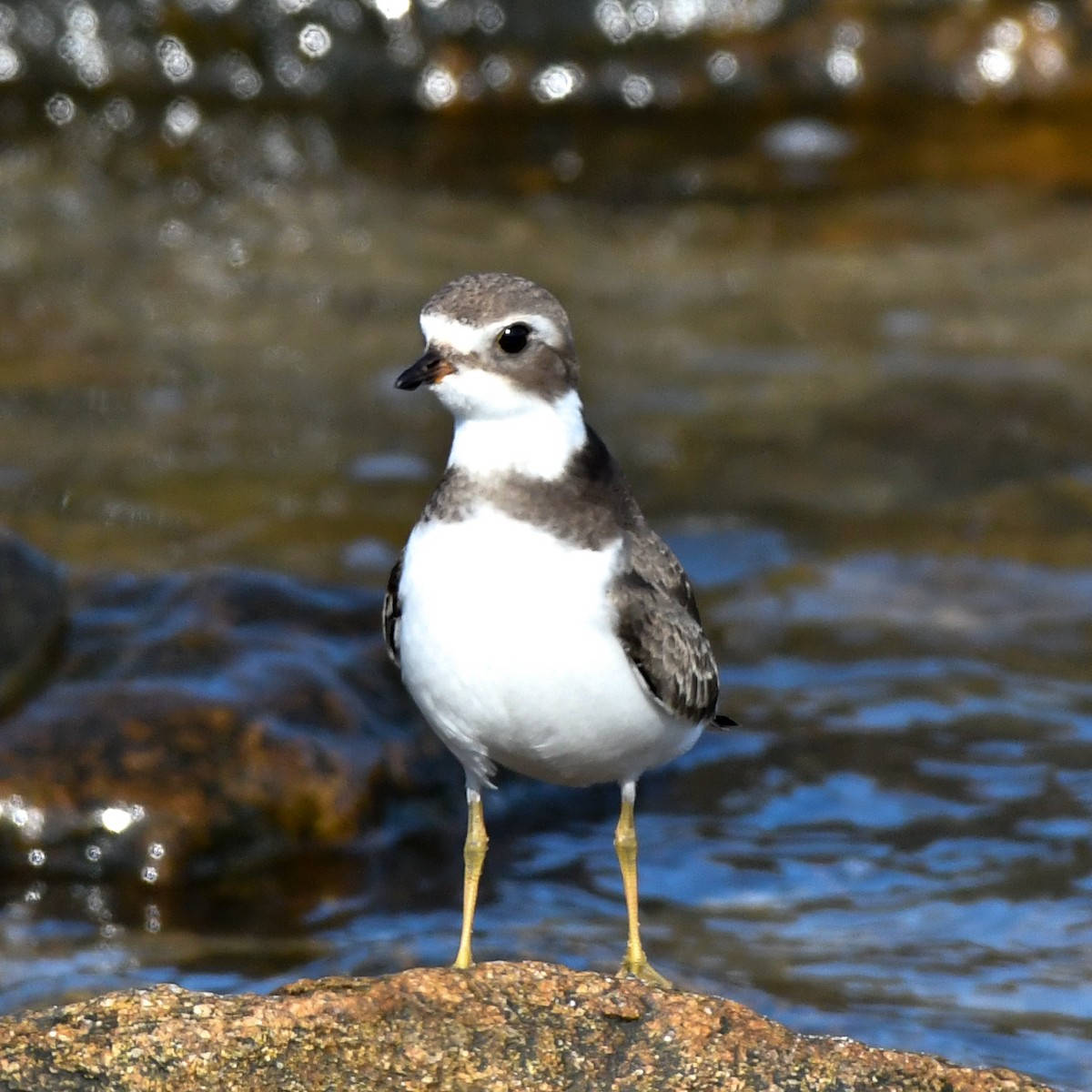 Semipalmated Plover - ML68735451