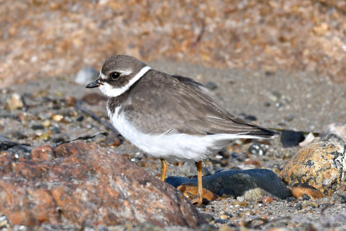 Semipalmated Plover - ML68735471