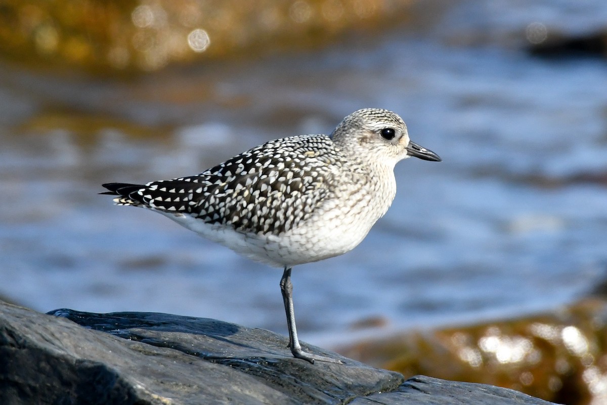 Black-bellied Plover - clay spencer