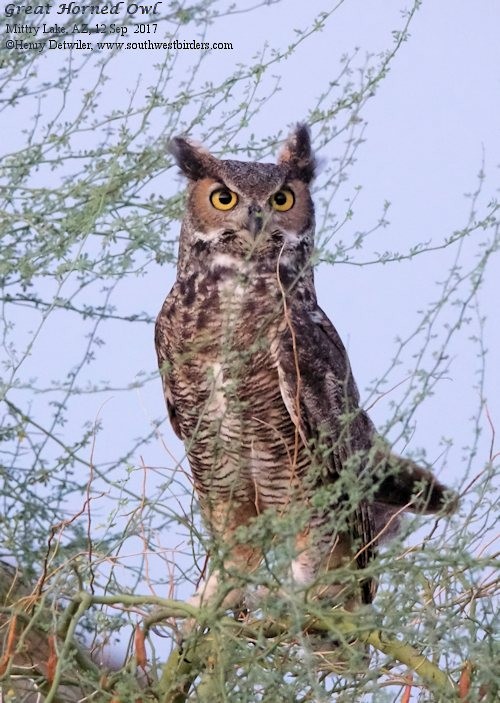 Great Horned Owl - Henry Detwiler