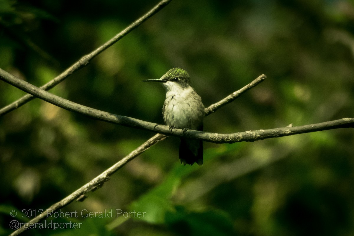 Ruby-throated Hummingbird - Rob Porter