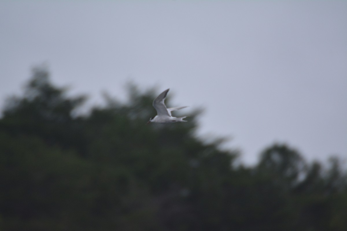 Common Tern - ML68739191