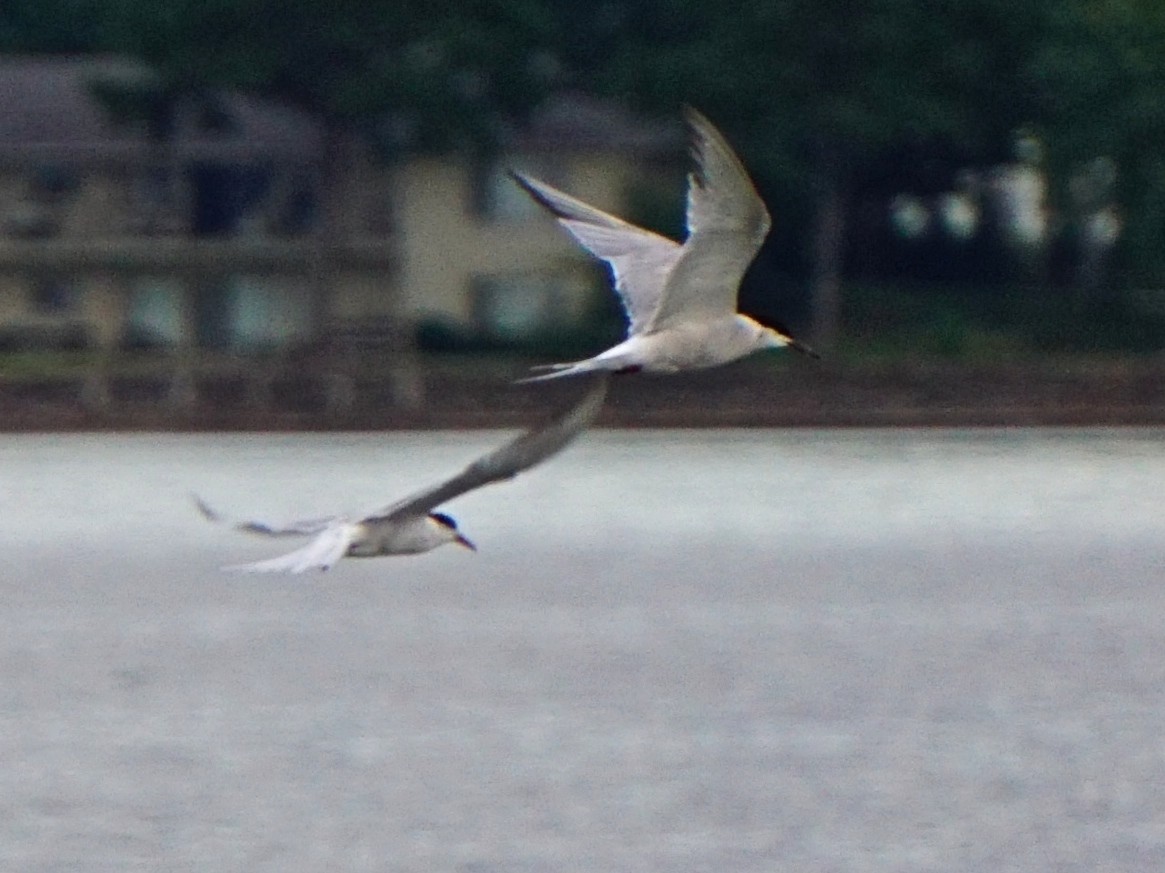 Common Tern - Kevin Metcalf