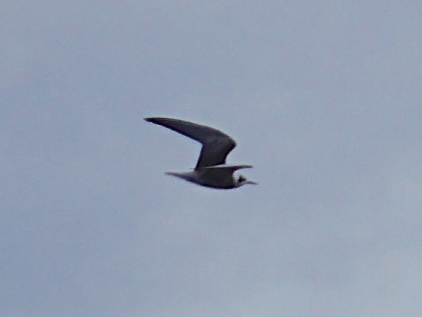 Black Tern - Kevin Metcalf