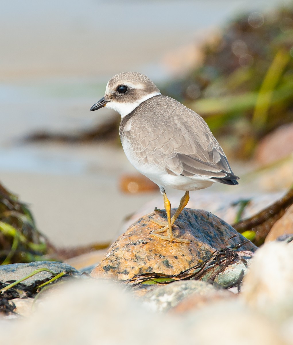 Common Ringed Plover - Justin Lawson