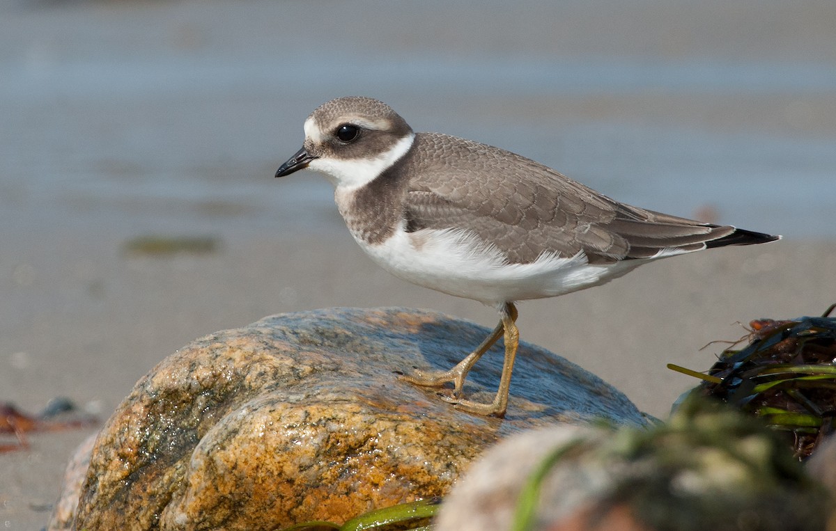 Common Ringed Plover - ML68740951