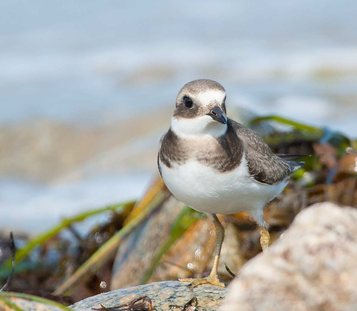 Common Ringed Plover - ML68740961