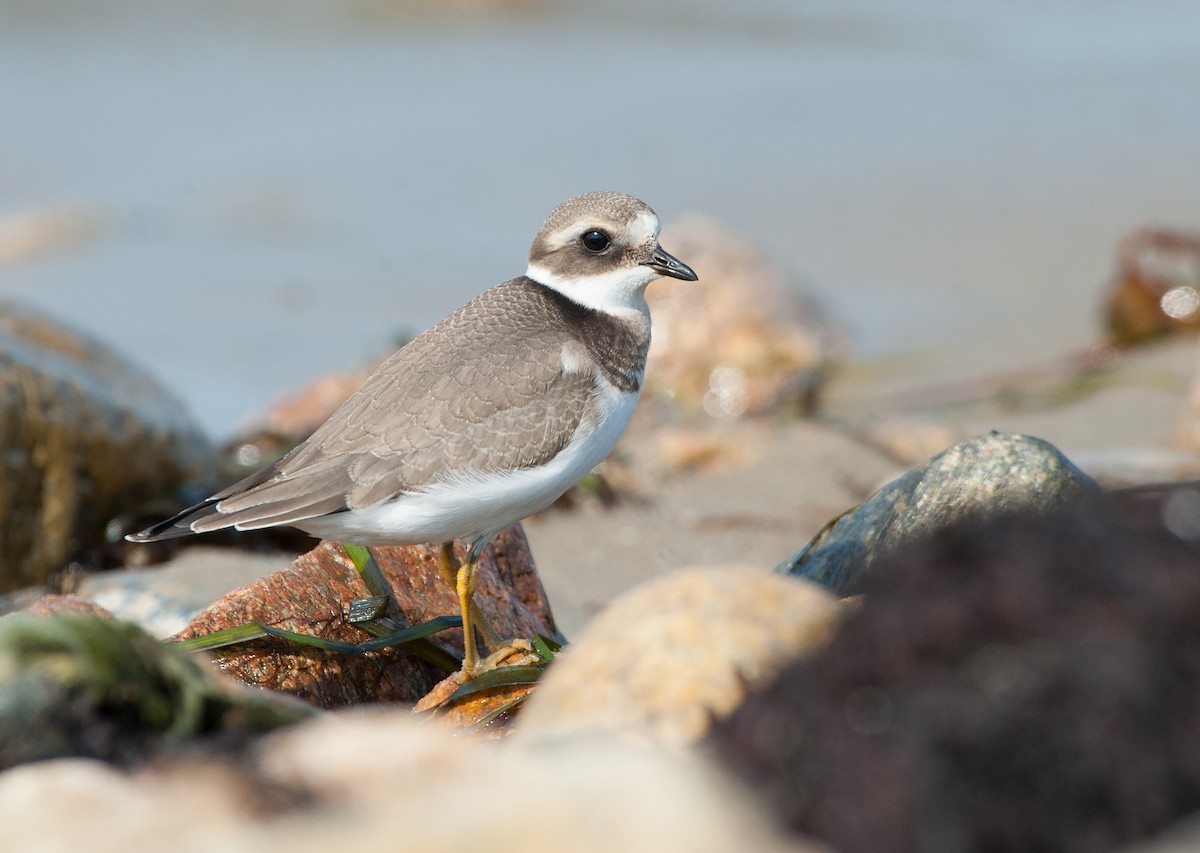 Common Ringed Plover - ML68740971