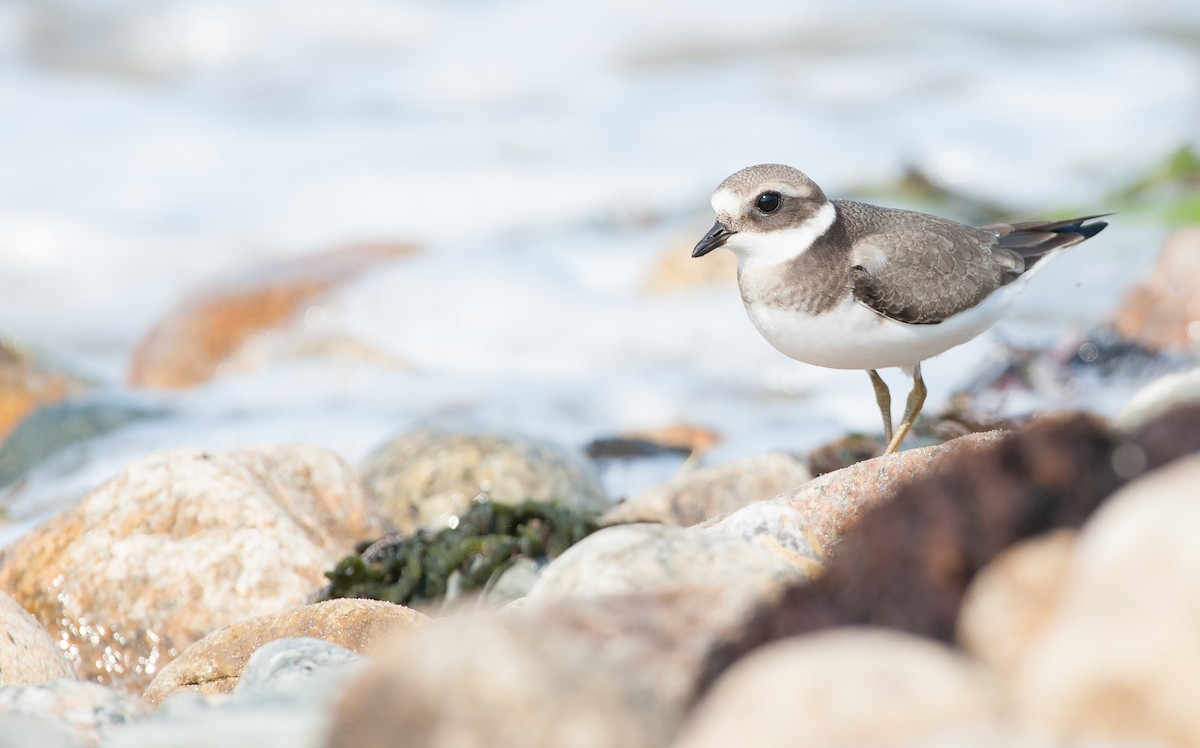 Common Ringed Plover - ML68740991