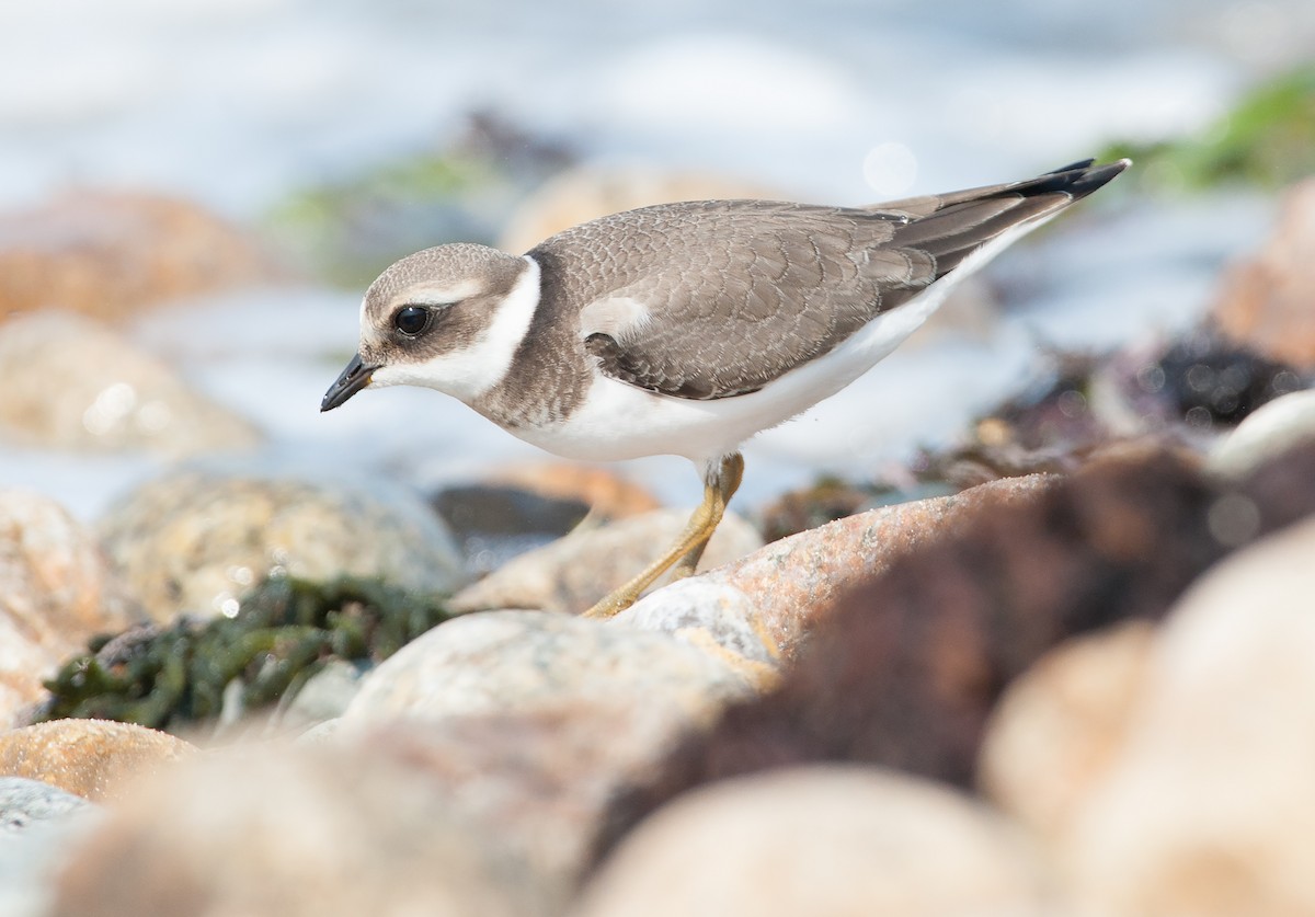 Common Ringed Plover - ML68741001