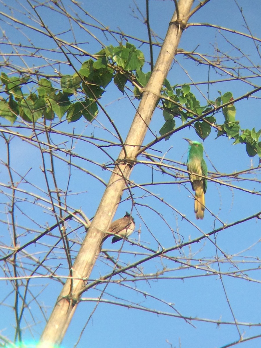 Blue-bearded Bee-eater - Ramit Singal