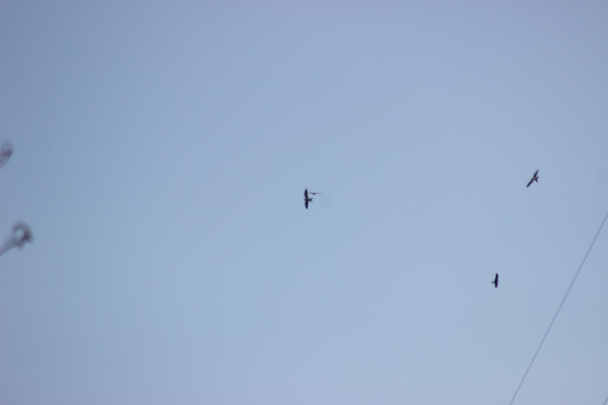 Swallow-tailed Kite - ML68746541