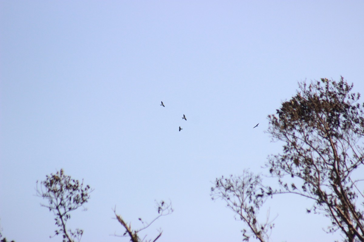 Swallow-tailed Kite - ML68746611