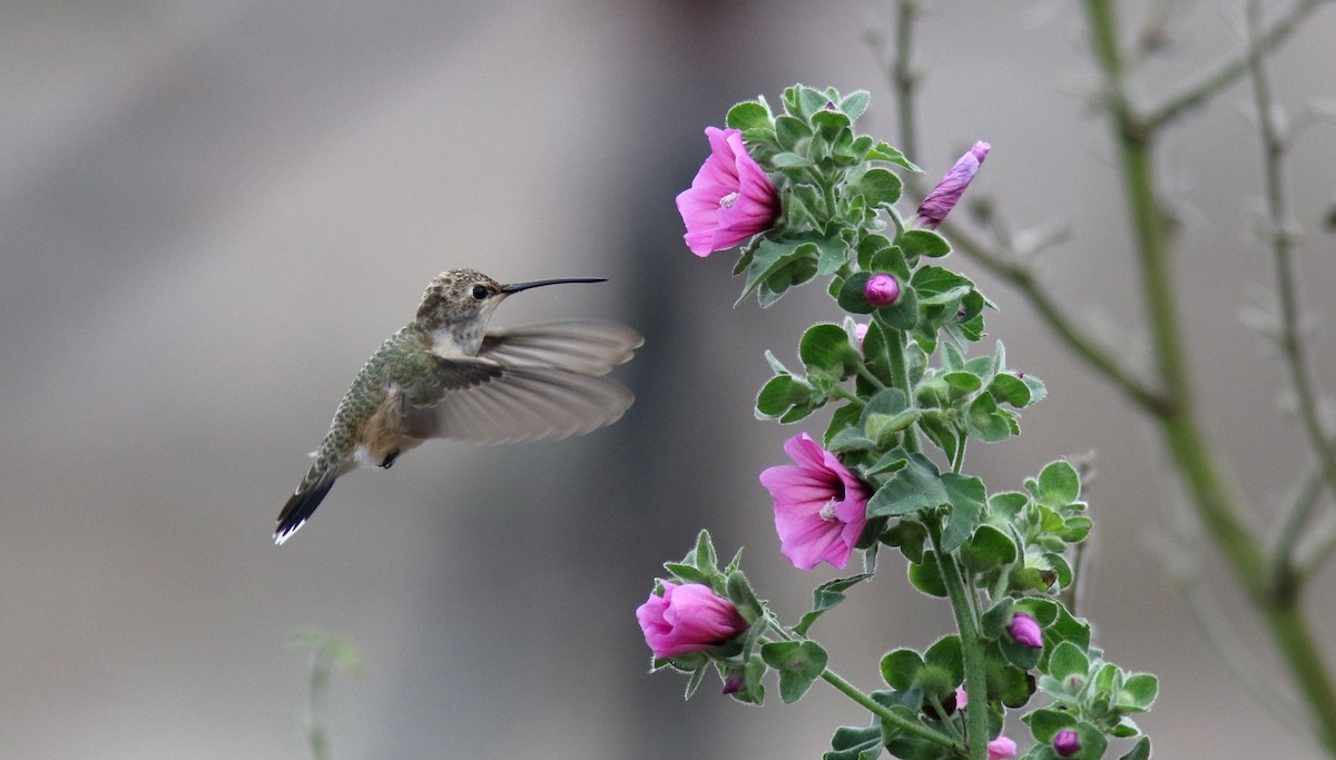 Black-chinned Hummingbird - Jim Tietz
