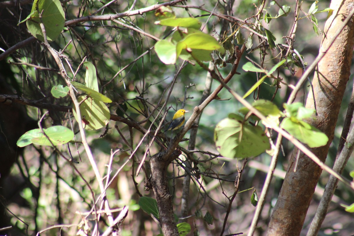 Prothonotary Warbler - Nicola Salino