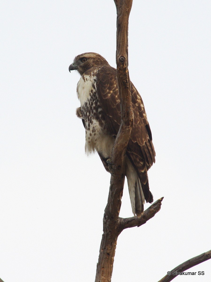 Red-tailed Hawk - ML68748411