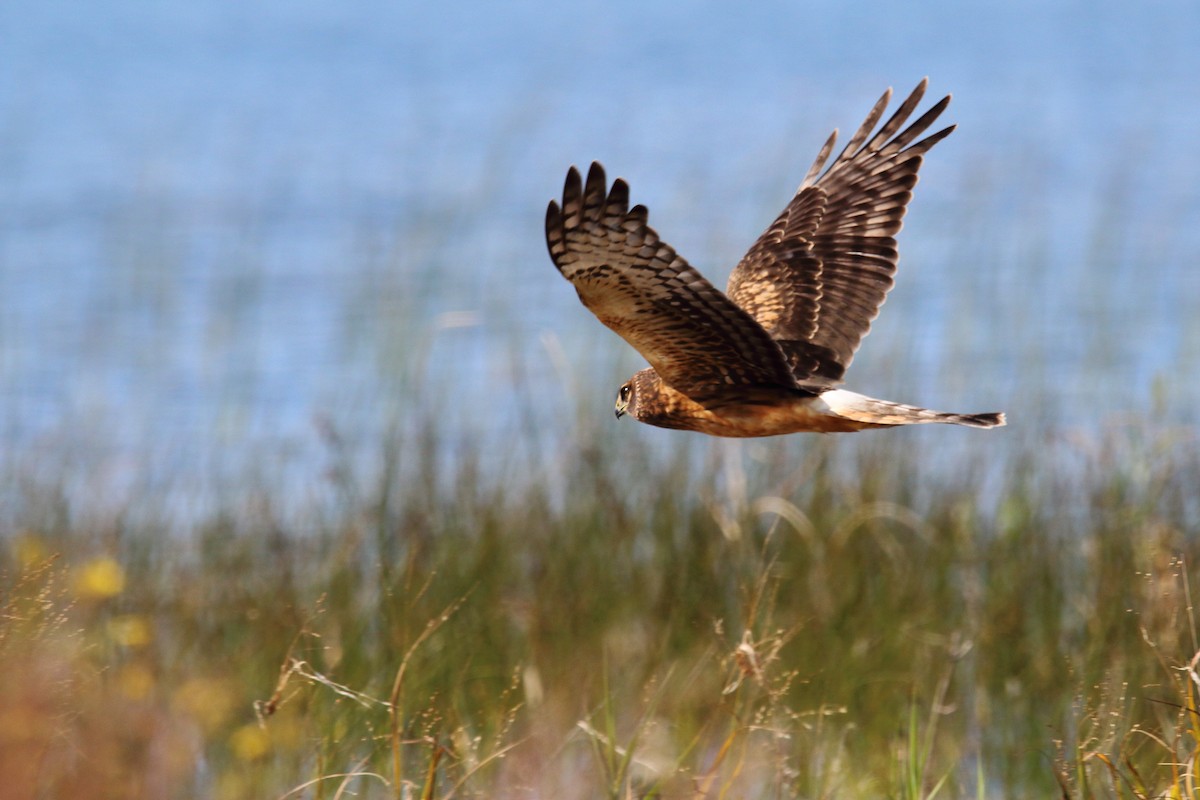 Northern Harrier - Abby Collins