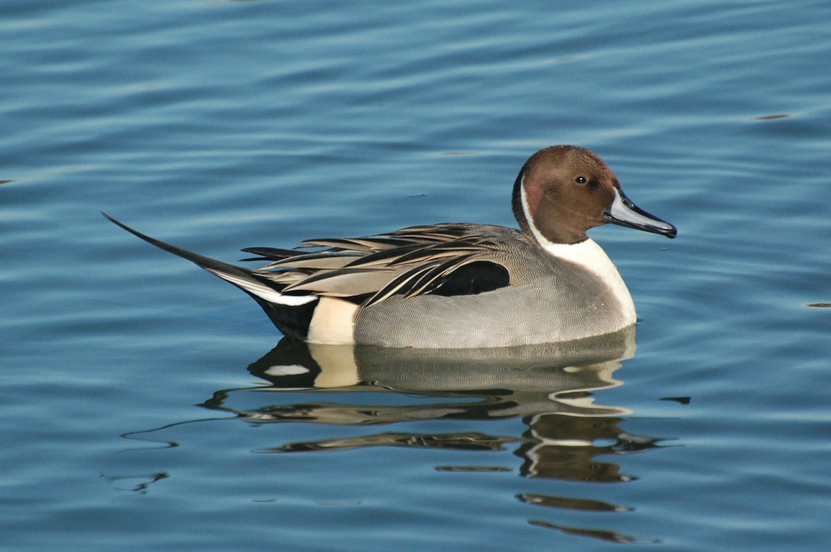 Northern Pintail - Will Brooks