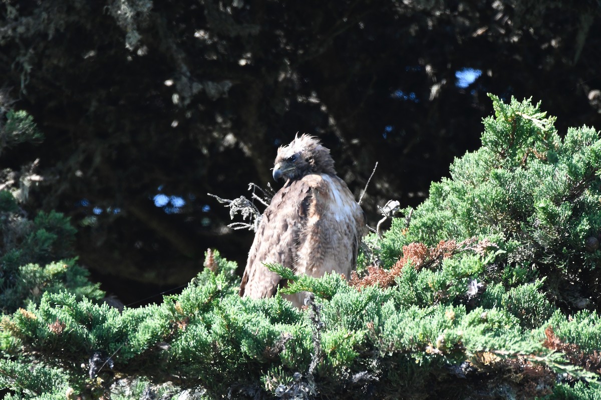 Red-tailed Hawk - Durrell Kapan