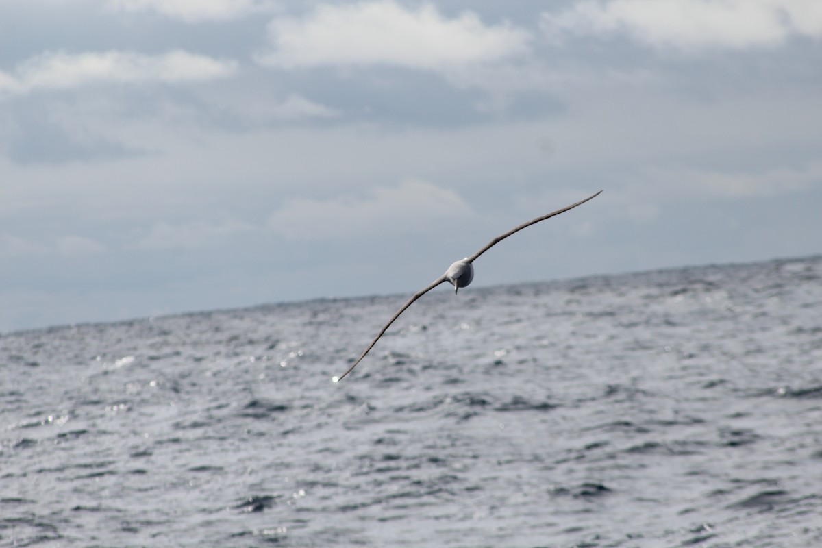 Salvin's Albatross - Tristan Kennedy