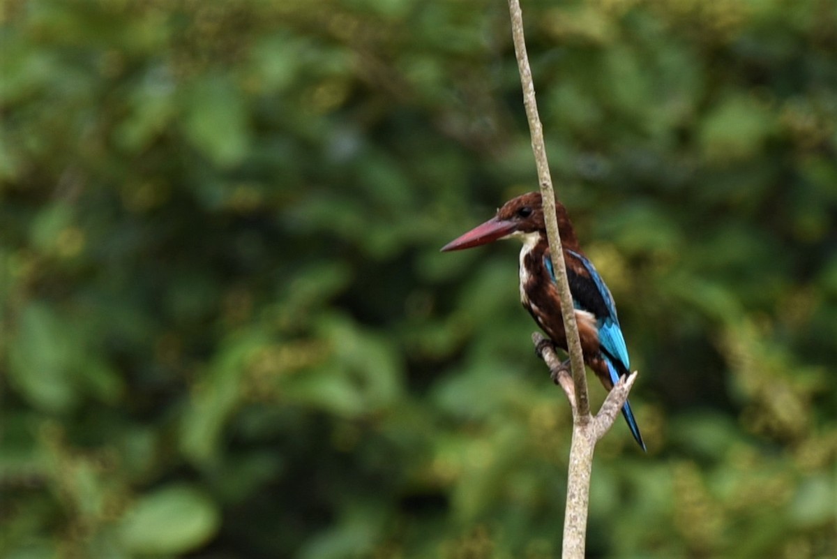 White-throated Kingfisher - Sajeev Krishnan