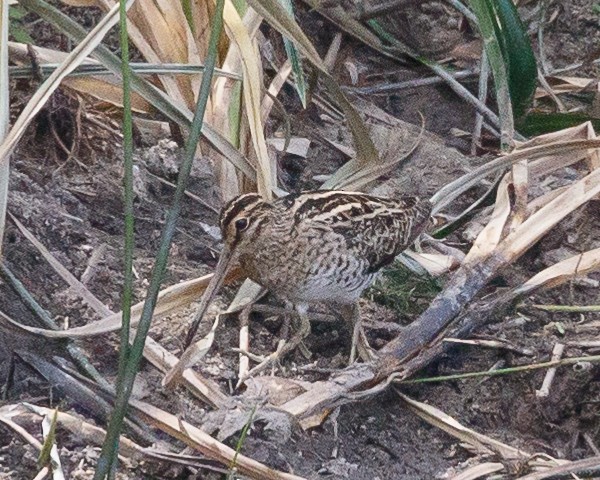 Latham's Snipe - Jeff Stacey