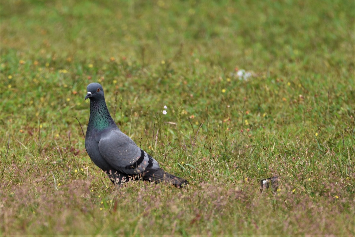 Rock Pigeon (Feral Pigeon) - Sajeev Krishnan