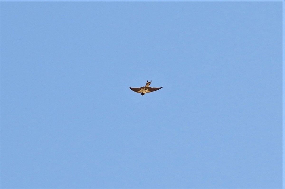 Barn Swallow (White-bellied) - ML68751351