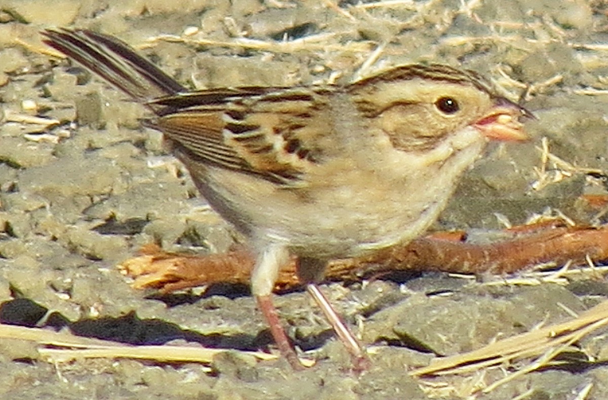 Clay-colored Sparrow - Barbara Combs