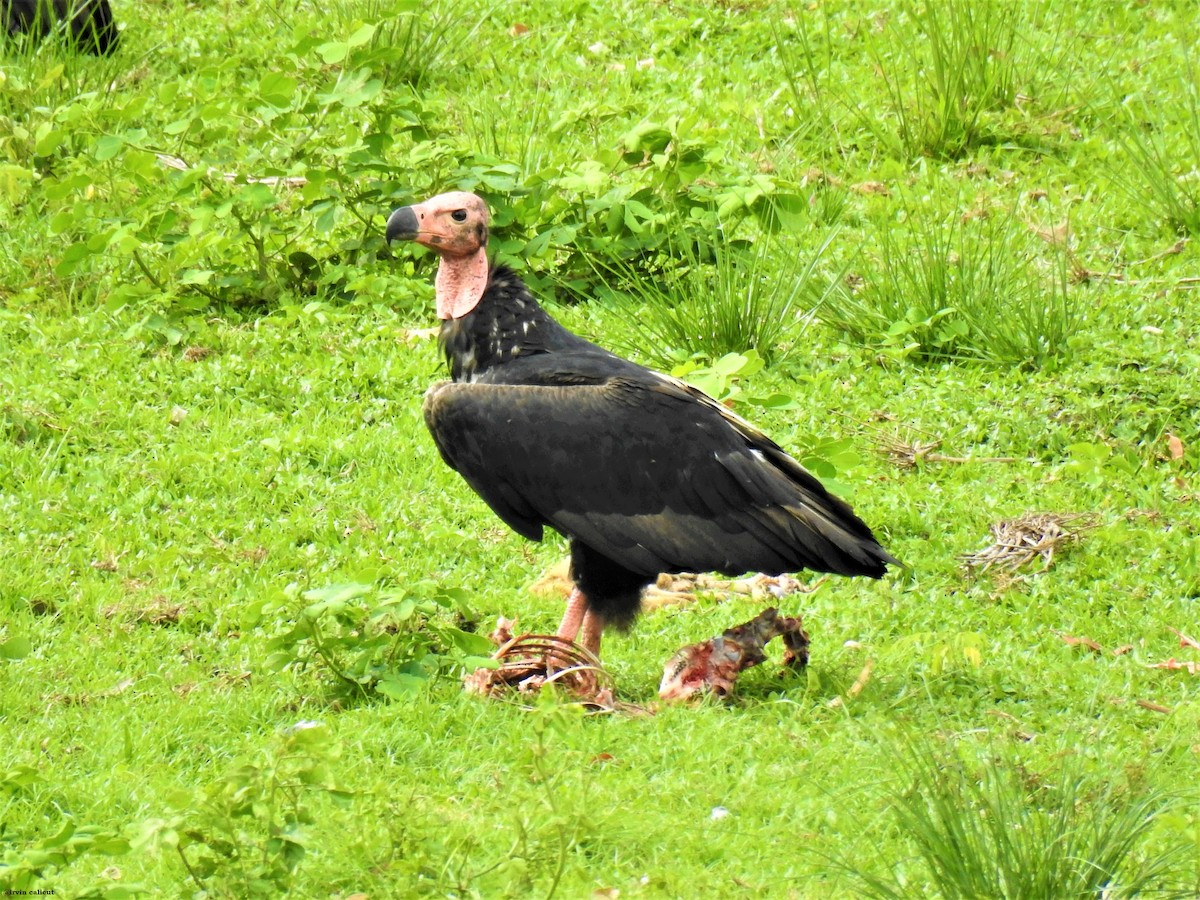 Red-headed Vulture - Irvin Calicut